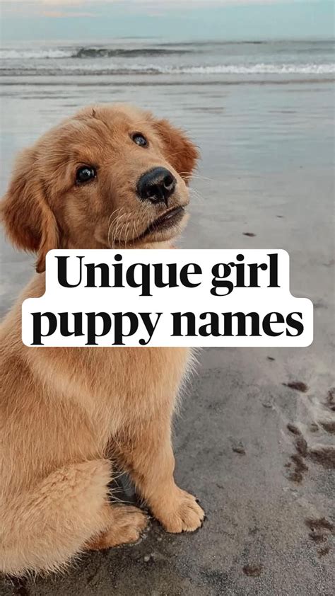 Aesthetic puppy names – Artofit