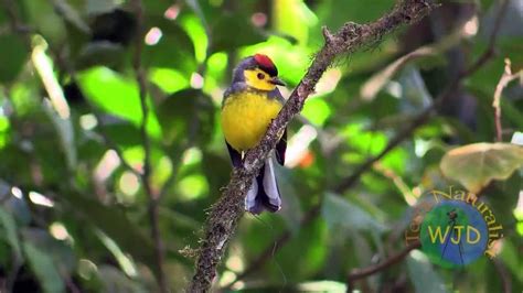 Forest birds of a montane cloud forest in Costa Rica - YouTube