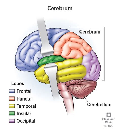 Cerebrum: What It Is, Function & Anatomy