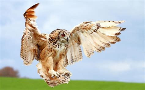 Birds Of Prey Wallpapers - Wallpaper Cave