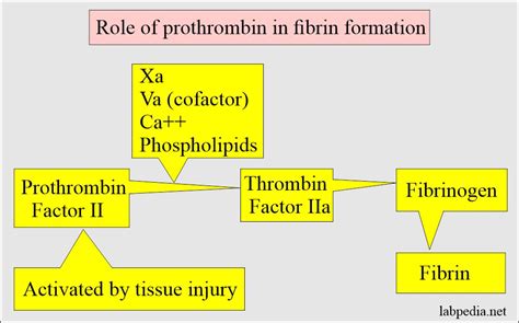 blood coagulation factors and interpretations