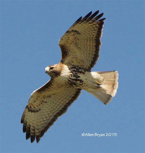 Red-tailed Hawk | VisitingNature