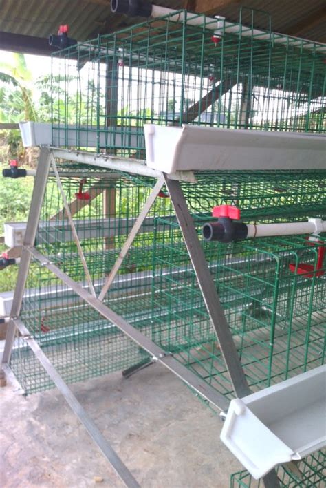 Layers Battery Cage Pictures - Agriculture - Nigeria