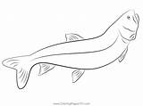 Lake Trout Coloring Page For Kids  Free Trouts Printable sketch template
