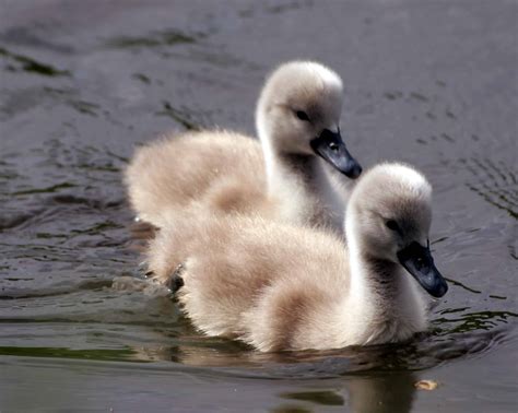 two ducklings swimming - Homesteading Today