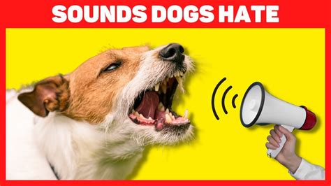 Sounds Dogs Hate 🔊🐶😡 - YouTube