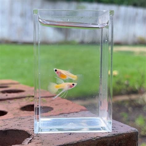 Ribboned Gold Glass Belly Guppy Pair – Fish Portals