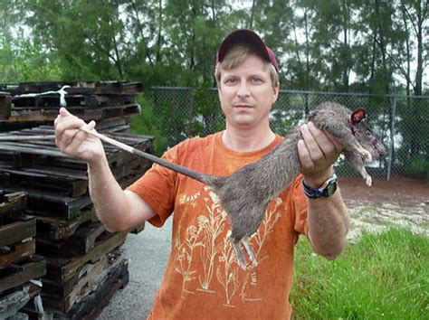 And I Think to Myself...What A Wonderful World.: Creature Feature: Gambian Pouched Rat.