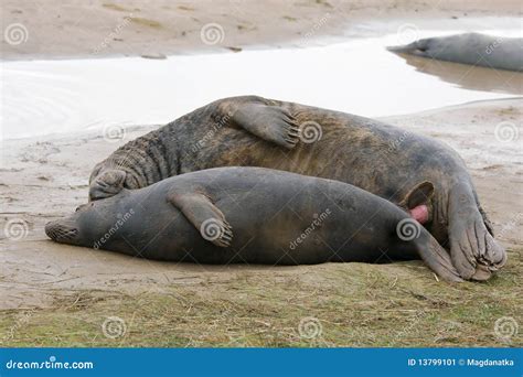 Grey Seals Mating Stock Image - Image: 13799101