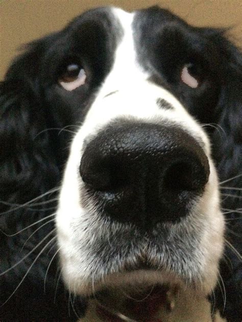 Black and White English Springer Spaniel Lexie at 2. | Springer dog ...