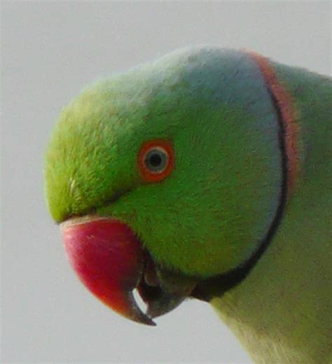 Indian Ringneck Parrot / Parakeet - India Travel Forum | IndiaMike.com