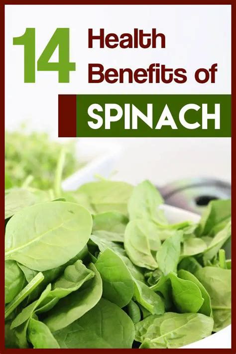 14 Health Benefits of Spinach Superfood including Weight Loss, Hair Growth & Pregnancy - Epic ...