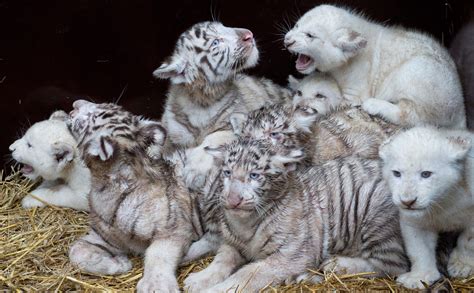 Four white lions and four white tigers are pictured in their compound at Serengeti-Park zoo in ...