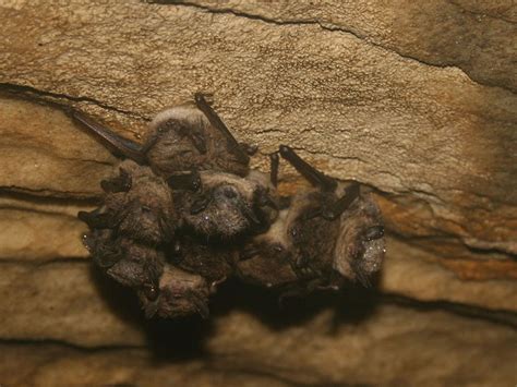 Microbats | Conservation de la Faune au Canada