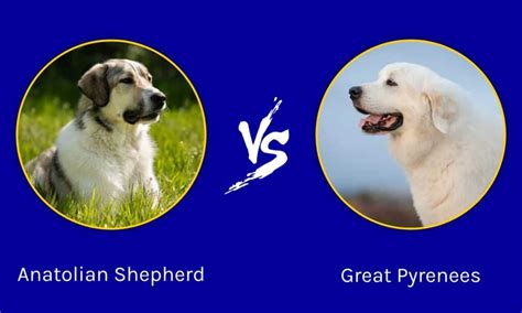 Anatolian Shepherd vs Great Pyrenees: Key Differences Explained - IMP WORLD