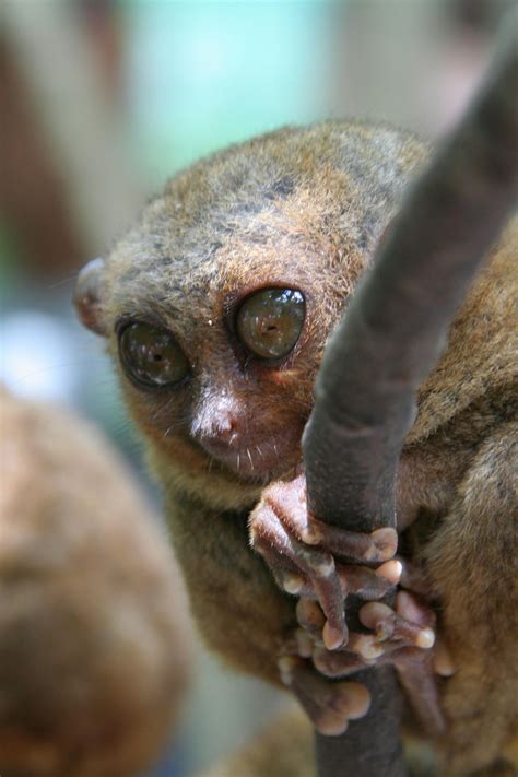 Tarsier Photos, Download The BEST Free Tarsier Stock Photos & HD Images