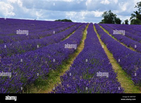 Lavender field at Mayfield Lavender Farm, Banstead, Surrey, United Kingdom Stock Photo - Alamy