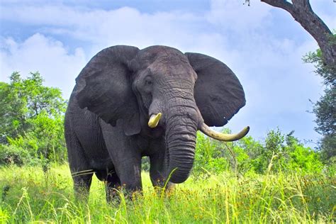 African forest elephants listed as critically endangered by world ...