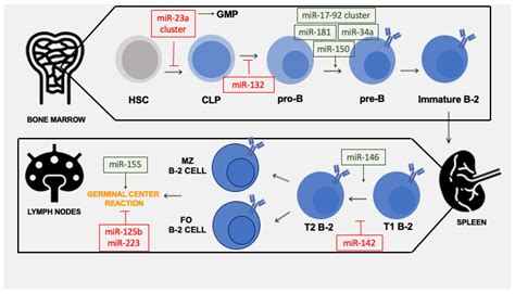 Biomedicines | Free Full-Text | Role of microRNAs in B-Cell Compartment ...