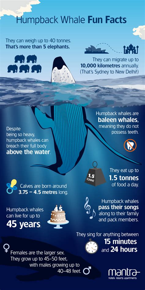 Humpback Whale Fun Facts! - Mantra