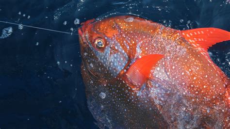 Only Known, Truly Warm-Blooded Fish Swims Like a Bird — NOVA Next | PBS