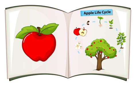 Book of apple life cycle 361201 Vector Art at Vecteezy