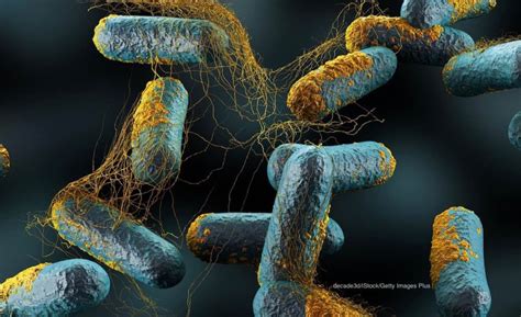 Clostridium Perfringens Warning As the Holidays Approach