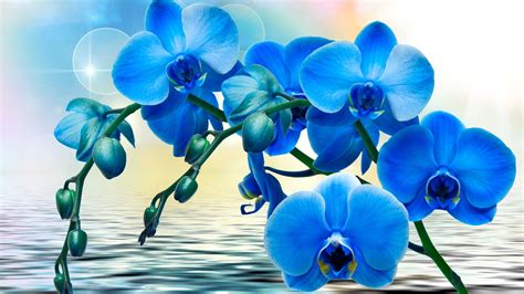 Orchids, blue flowers, phalaenopsis, water wallpaper | flowers | Wallpaper Better