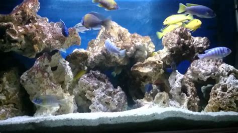 6 Best Rocks for Cichlid Tank to Buy in Amazon this 2024