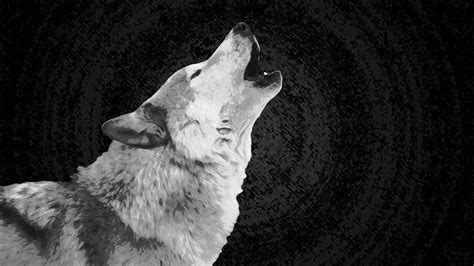 Cool Black And White Wolf Wallpapers - Wallpaper Cave