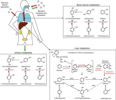 Benzene and Leukemia | SpringerLink