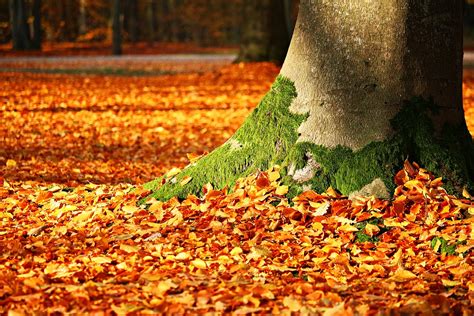 Don't Let Allergens Ruin Your Fall Fun - Oliver Heating & Cooling
