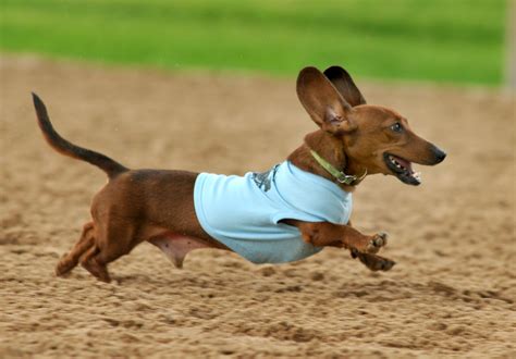 Get a long little doggie at Wiener Dog Races - Houston Chronicle