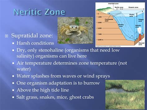 Neritic Zone Plants