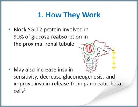 SGLT2 Inhibitors: Uses, Dosages, Side-effects & Brand » How To Relief