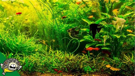 Community Aquariums, Lots of ideas in this Live Stream - YouTube