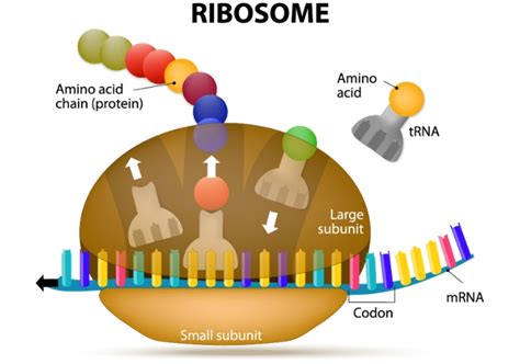 How Does DNA Create Proteins? Educational Resources K12 Learning, Life ...