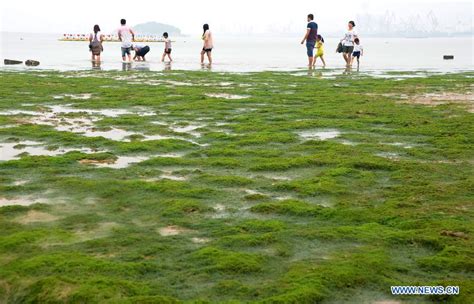 Green algae strikes beaches of Lianyungang since June (1/3) - Headlines, features, photo and ...