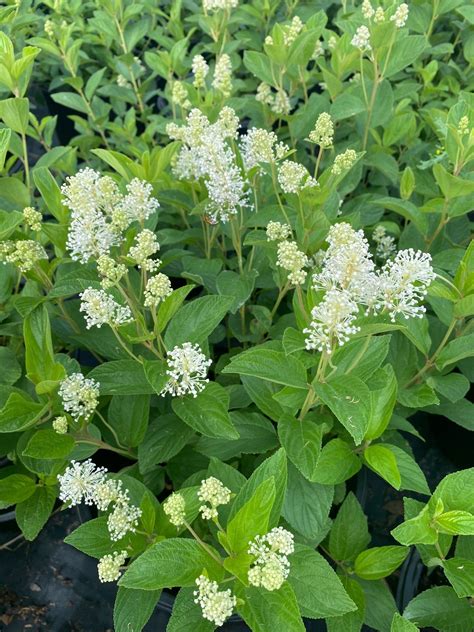 Ceanothus Americanus - New Jersey Tea - Long Island Natives