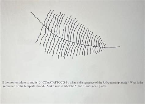 Solved If the nontemplate strand is 5′ '-CCAATATTGCG-3', | Chegg.com