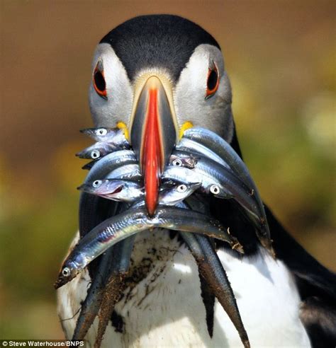 Greedy puffin snaps up huge beakful of nine fish then poses for ...