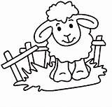 Sheep Coloring Pages sketch template