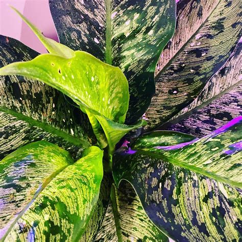 The types of dieffenbachia | Photo and instructions