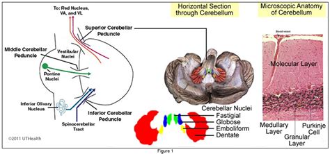 Neuroanatomy Online: Lab 8 - Higher Motor Function - Cerebellum