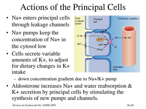 PPT - Chapter 26 The Urinary System PowerPoint Presentation, free ...