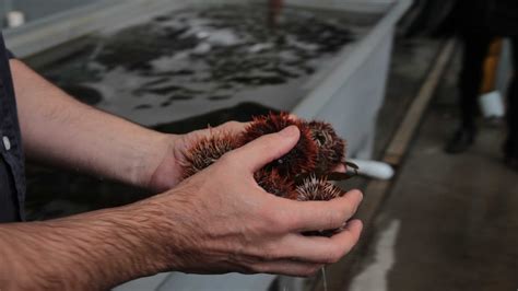 Coffs Coast study on sea urchin farming could open door for local industry to lucrative overseas ...