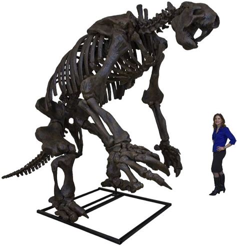 Eremotherium eomigrans VERNE – Giant Ground Sloth Skeleton – Display Replica – Black Hills Institute