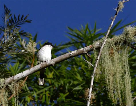 2021 Jamaica Birding & Nature Tour, Caribbean Endemics | Naturalist ...