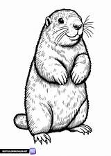 Realistic Groundhog coloring Page  Free Printable Pages sketch template