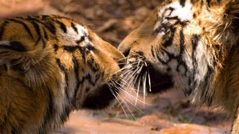 Tiger deaths in 2018 lower than previous years, but habitat loss ...